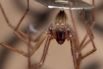 Un mle (Araneae - Agelenidae - Eratigena saeva)